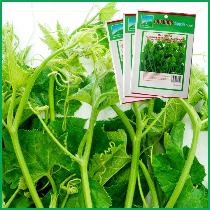 Gói 10GR Hạt Giống Bí Ngọn Siêu Đọt Dễ Trồng