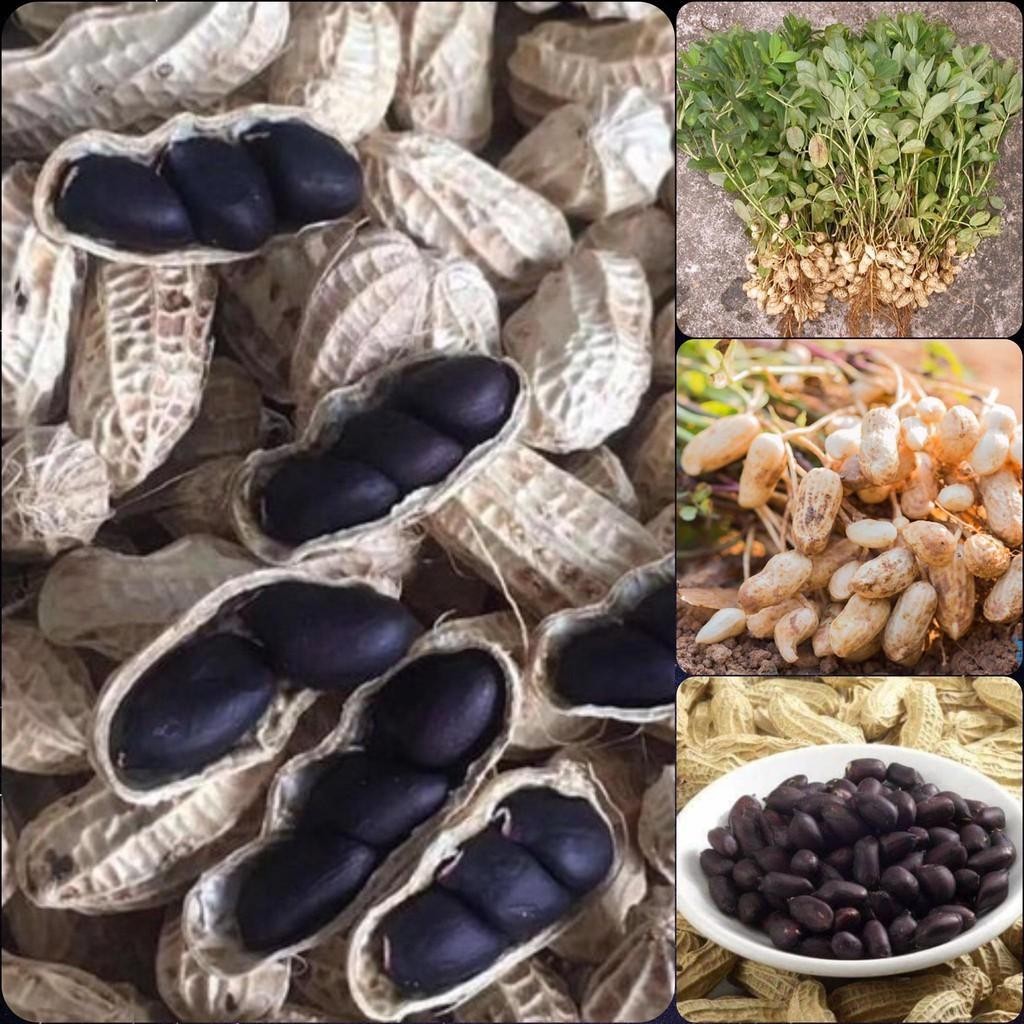 Hạt giống đậu phộng đen,lạc đen -gói 15 gram(tặng kèm phân bón)