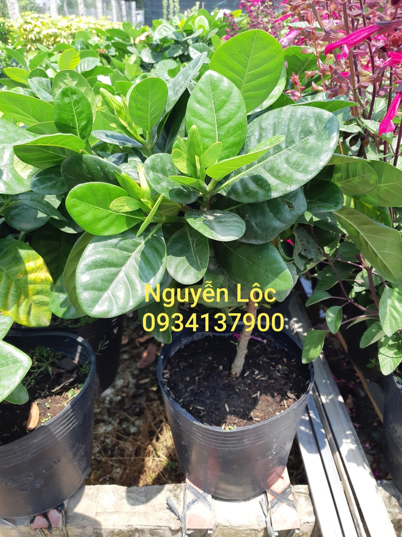 Cây hoa dành dành cánh đơn (bạch thiên hương)