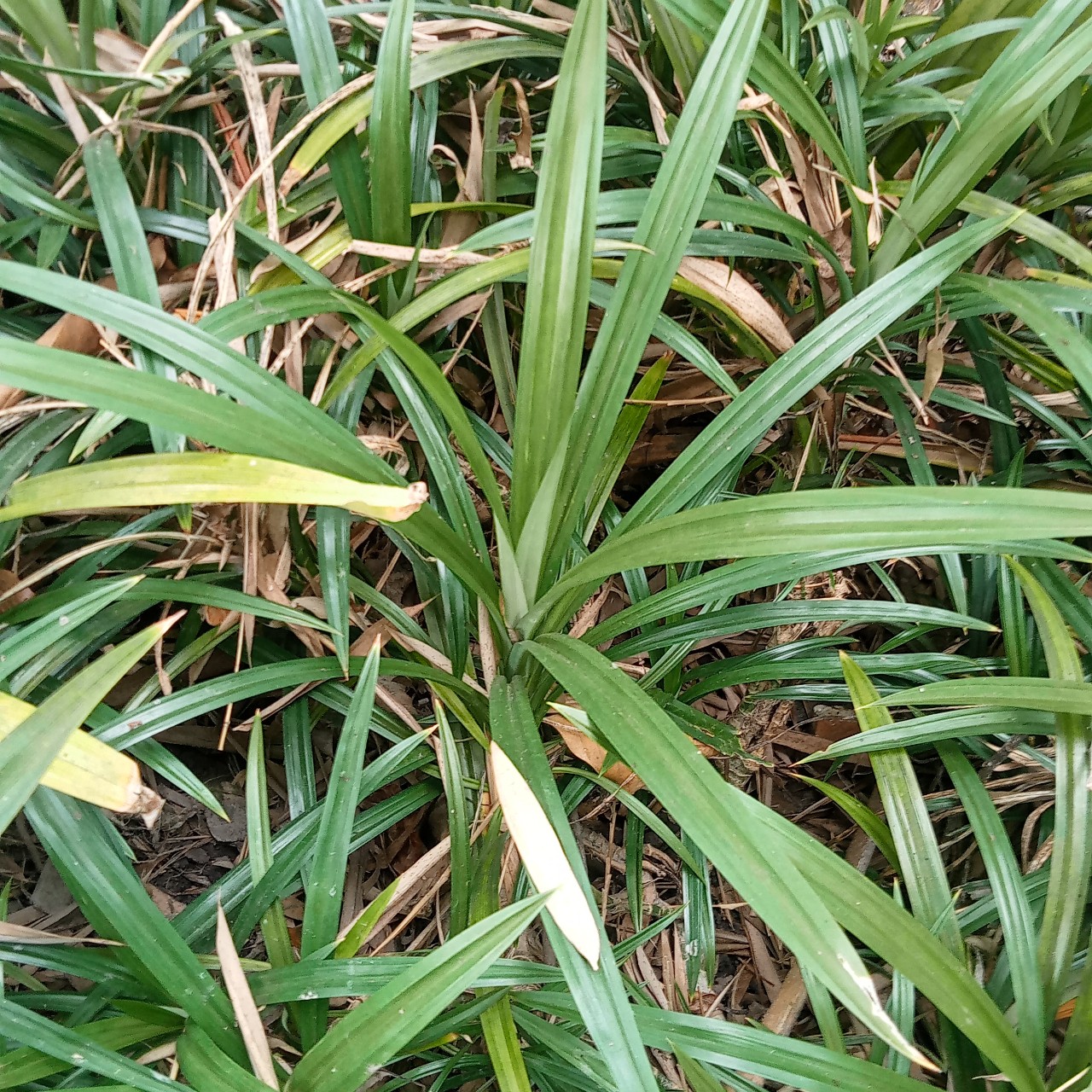 Combo 2 Cây Lá Dứa Thơm
