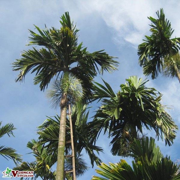 CÂY GIỐNG CAU TỨ THỜI (CAU TỨ THÌ)