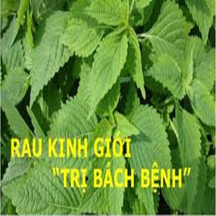 Chậu cây rau kinh giới - cây gia vị