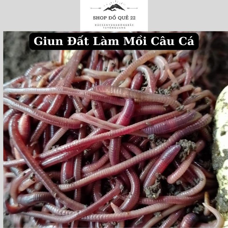 100 Con Giun Đất  Làm Mồi Câu Cá - Giun Đất Tươi Sống Câu Cá
