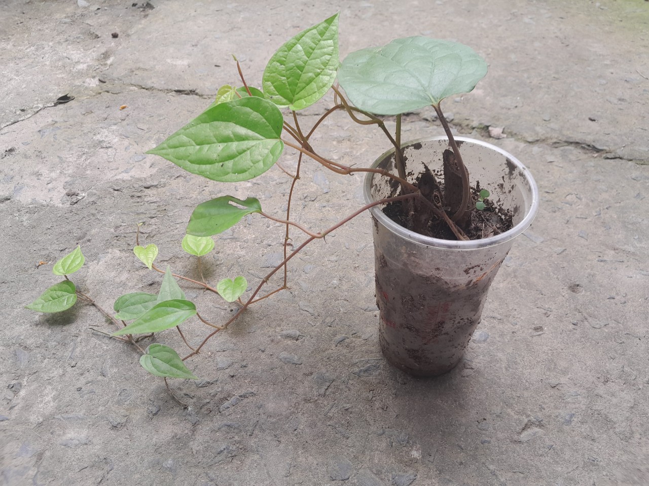 Chậu cây giống lá trầu không ( trầu quế, trầu nhai với cau)