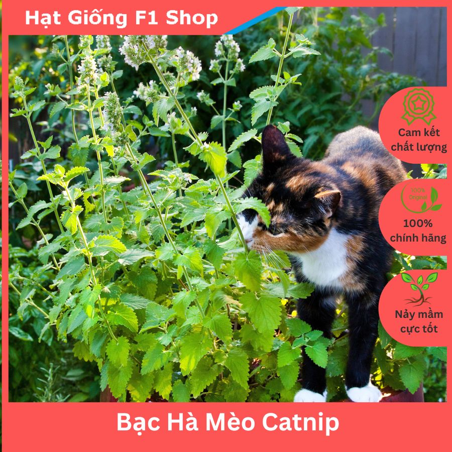 Hạt giống bạc hà mèo catnip