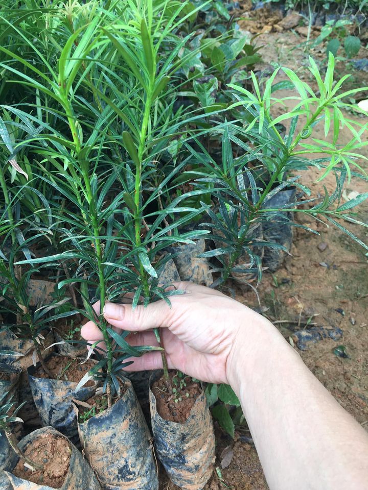 cây tùng la hán cao 30cm-feership từ 50k