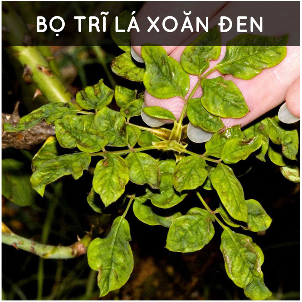 [HCM]Dầu Neem nguyên chất ép lạnh - ban công xanh