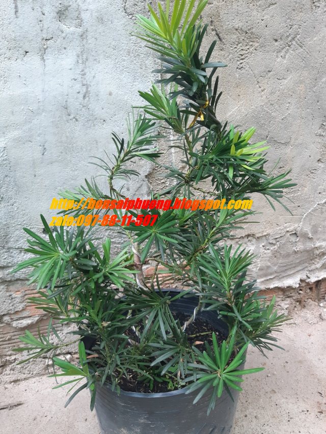 tùng la hán bonsai mini