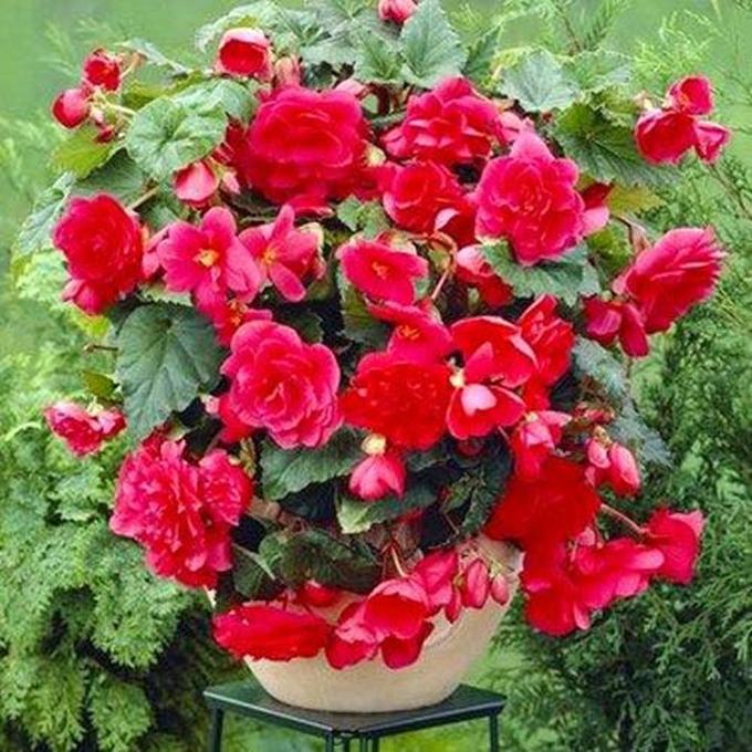 30 Hạt giống hoa Thu hải đường kép