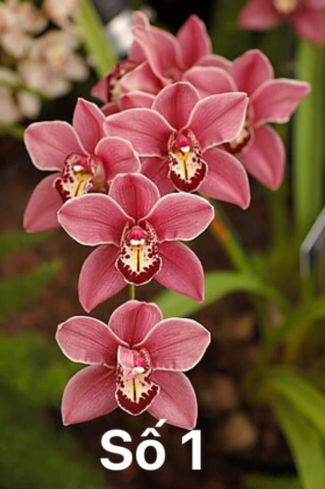 Củ hoa địa Lan luân(1 củ to)