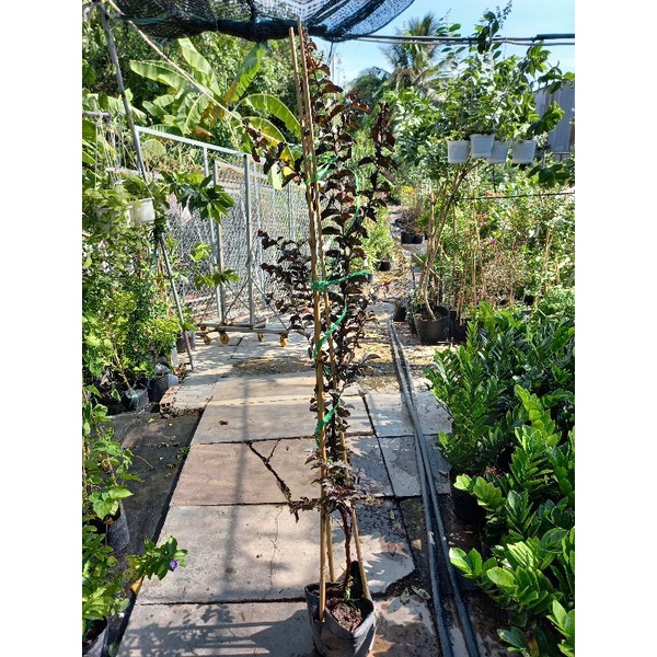 tường vy huyết long cao 1m