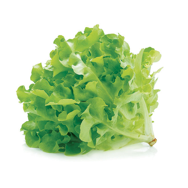 Hạt Giống Xà Lách Sồi Xanh (2gr)