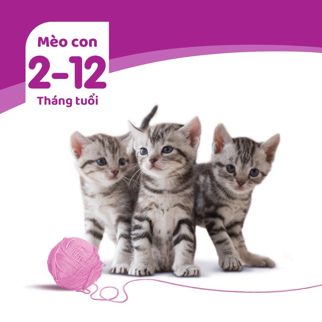 WHISKAS® Pate mèo con vị cá thu túi 80g