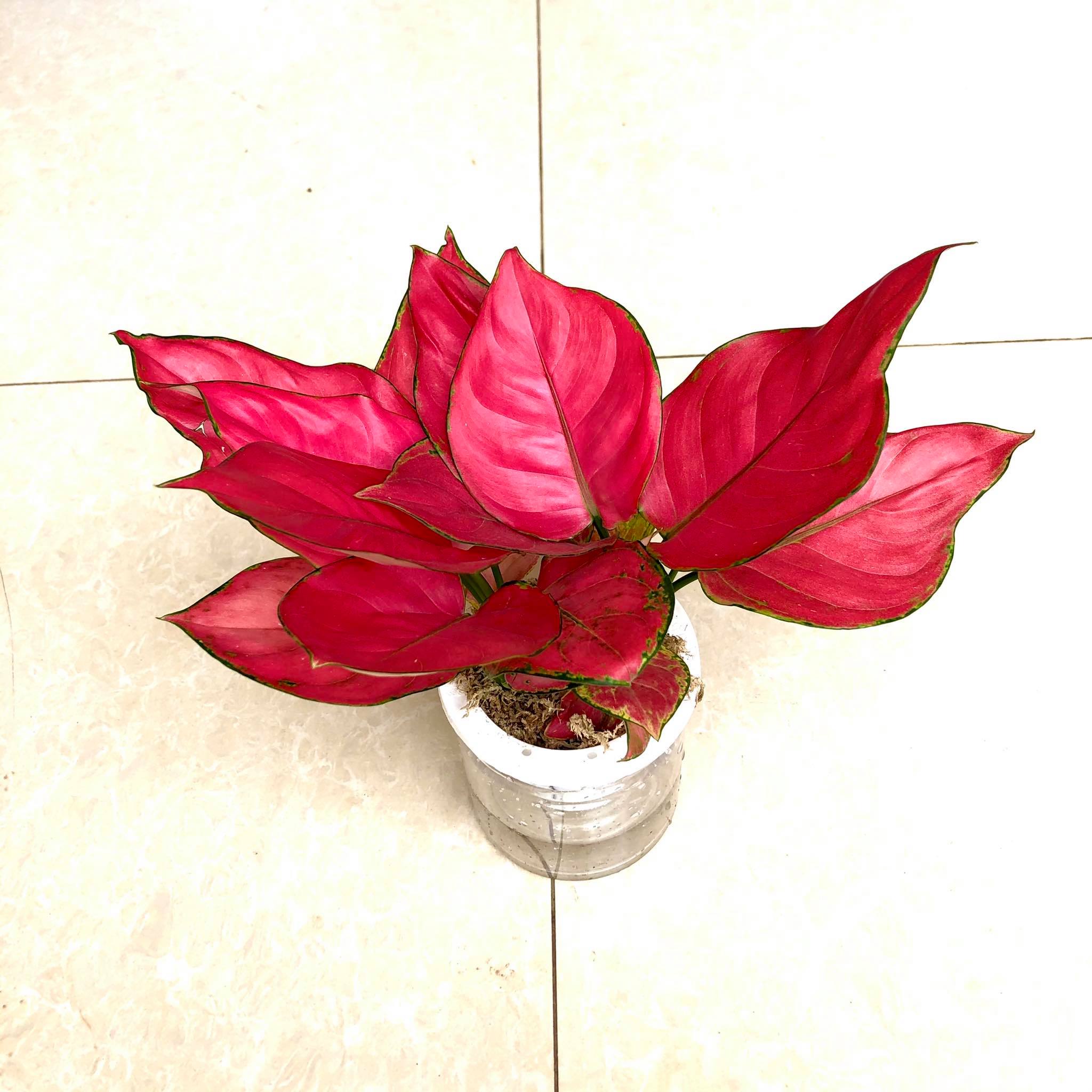 Cây vạn lộc đỏ thủy sinh  (Cây hồng lộc).