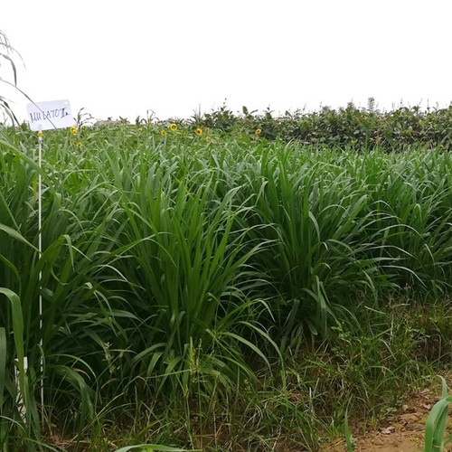 Hạt giống cỏ chịu lạnh Mulato 2 gói 100gr
