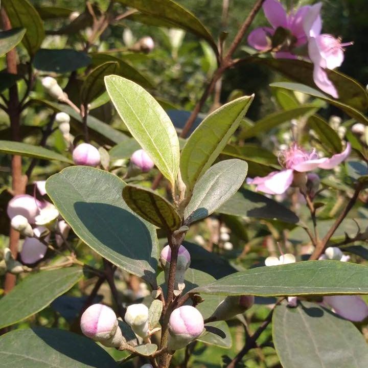 Giống cây sim rừng