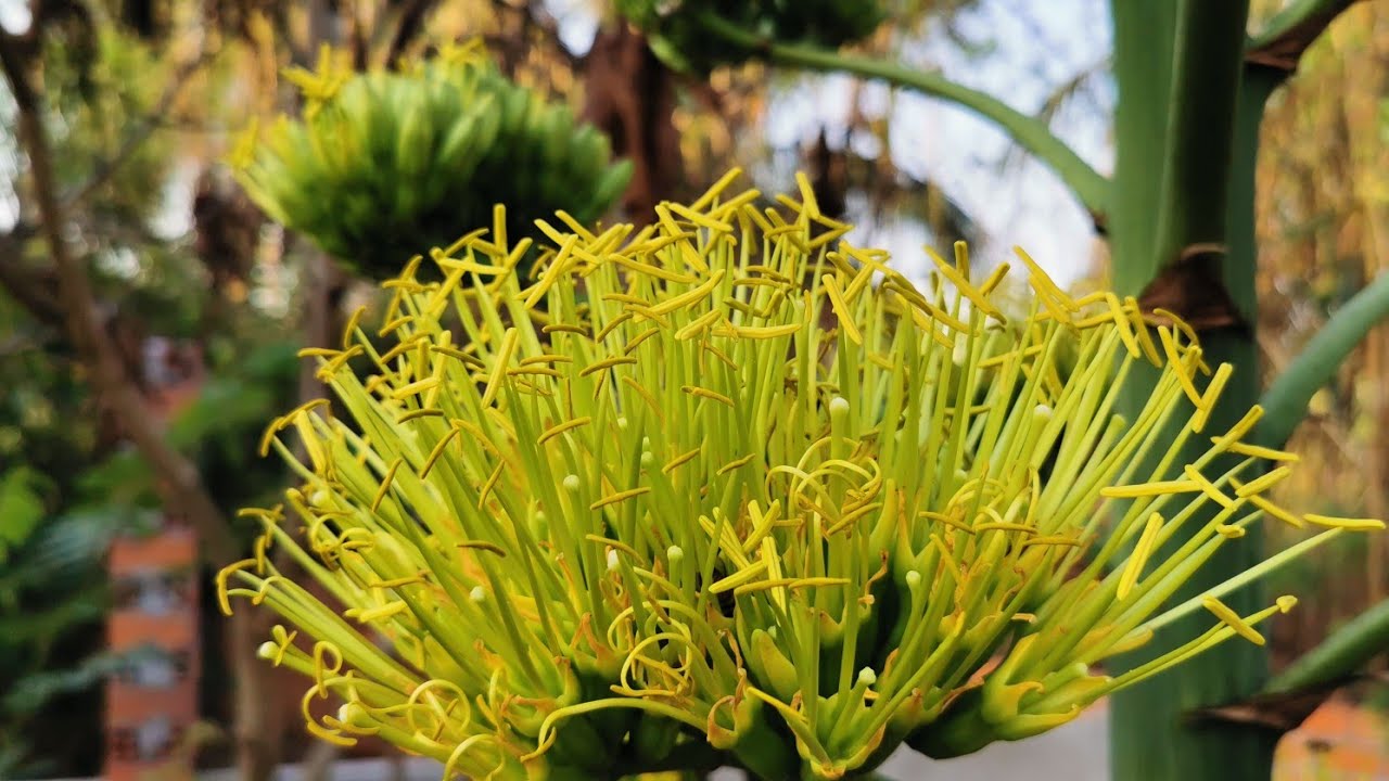 Cây Dứa Nam Mỹ- Dứa cảnh size lớn 80cm