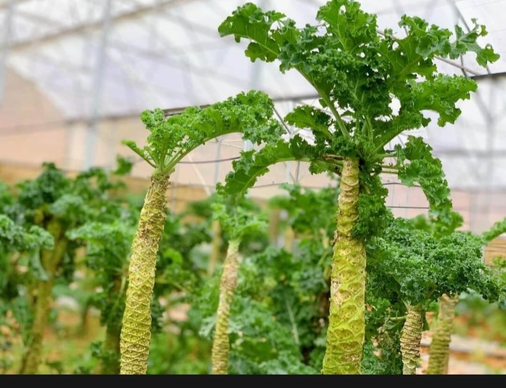 (HCM) Hạt giống cải xoăn kale 5gram