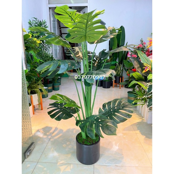 Cây Lá Xẻ , Cây Lá Rùa 130Cm 3 Nhánh