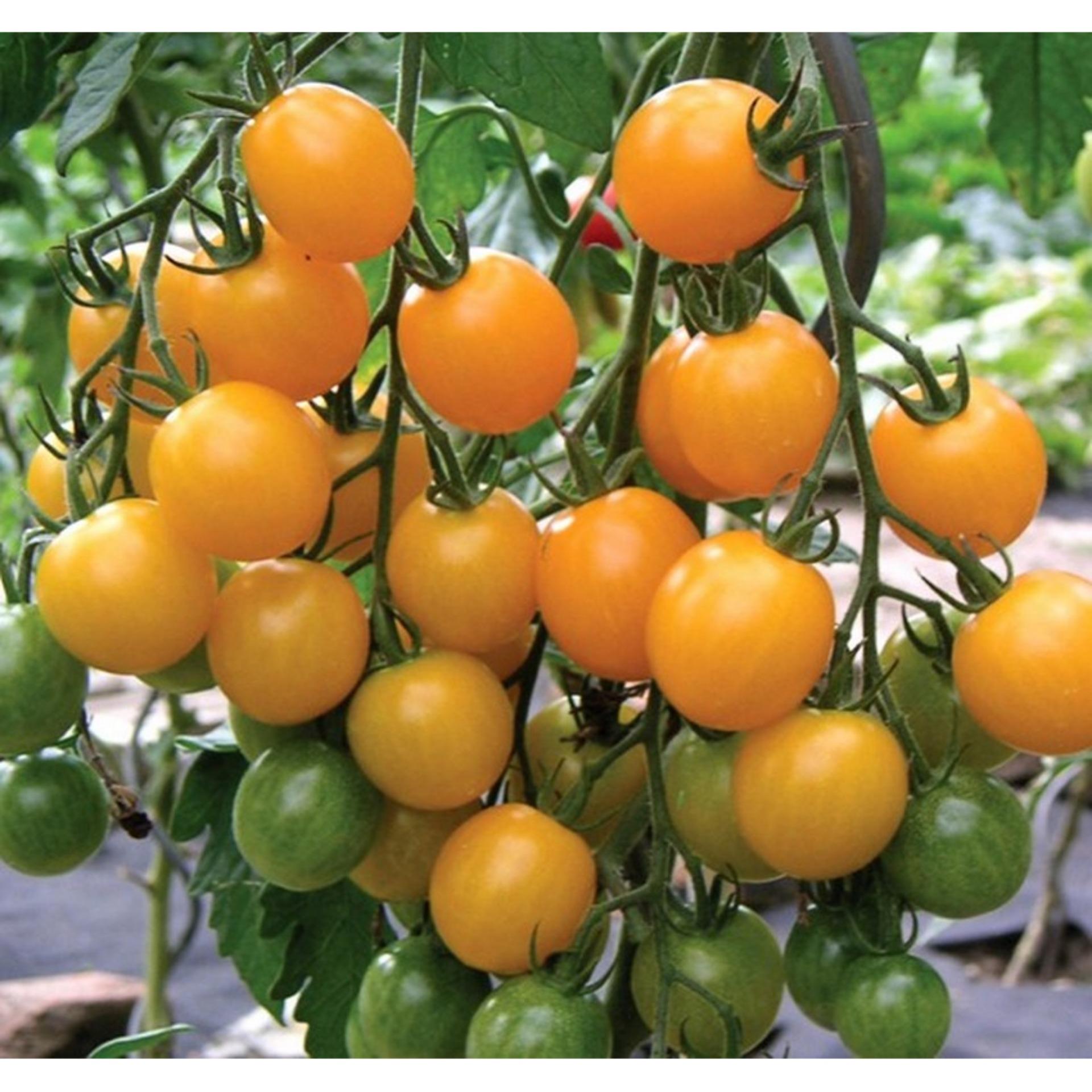20 Hạt giống Cà chua cherry vàng (tặng Kích nẩy mầm, Hướng dẫn ươm)