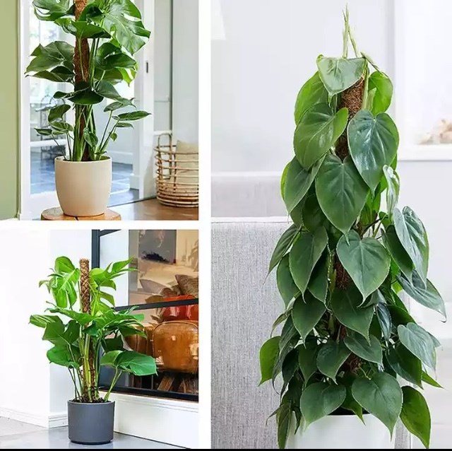 Trụ cột xơ dừa cao 70/80/90cm/110cm