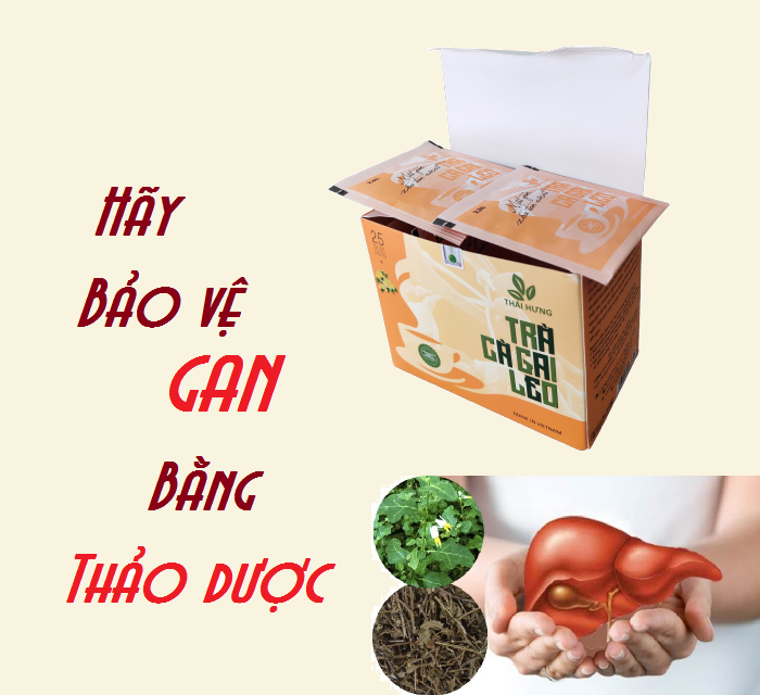 Trà Cà gai leo Thái Hưng (Hộp 25 túi lọc x 2,5g) Mát gan, thải độc gan