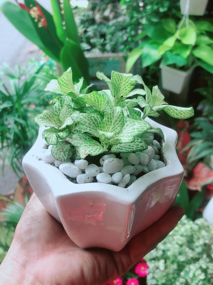 Chậu Cây Cẩm Nhung Xanh (cây lá may mắn)