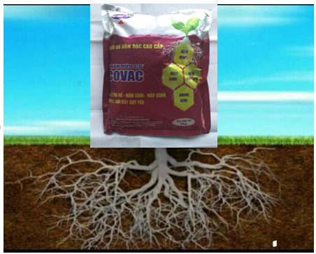 Phân Bón Hữu Cơ Đậm Đặc Cao Cấp COVAC (1Kg/gói)