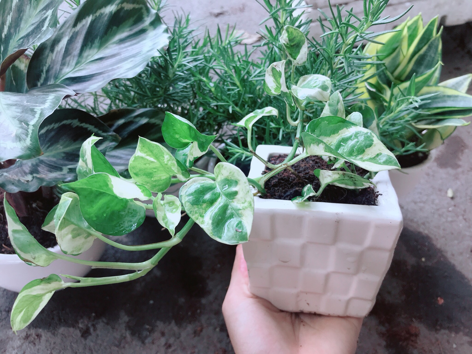 Chậu cây cẩm nhung đỏ