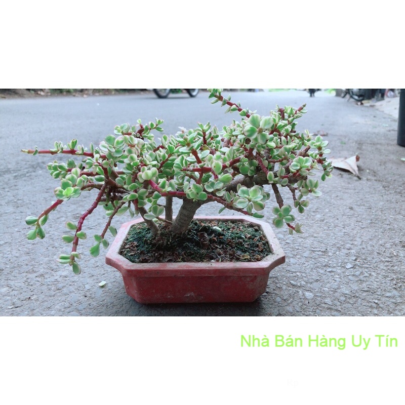 Cây cành vàng lá ngọc cổ thụ