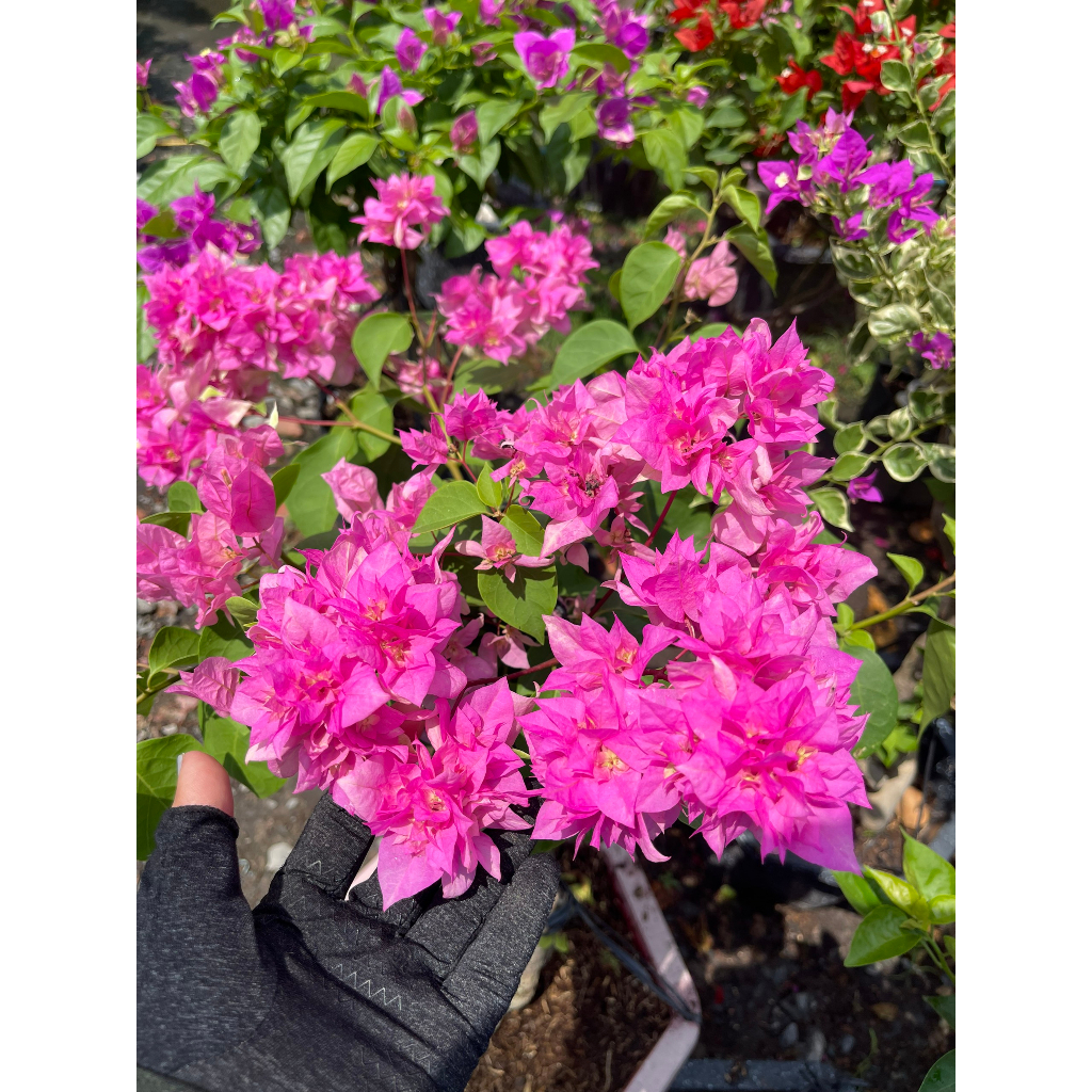 Chậu cây bông giấy hồng cánh kép bonsai