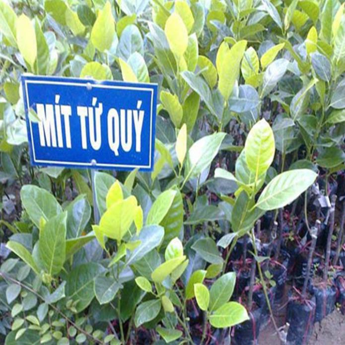 Cây mít nghệ Tứ Quý - quả quanh năm
