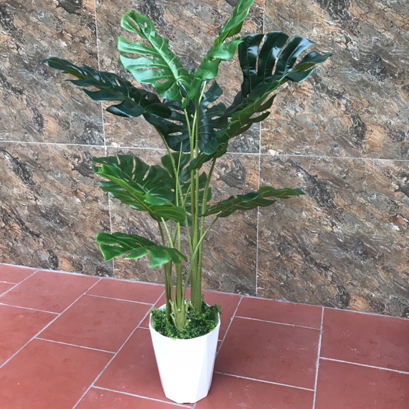 Cây Lá Xẻ , Cây Lá Rùa 130Cm 3 Nhánh