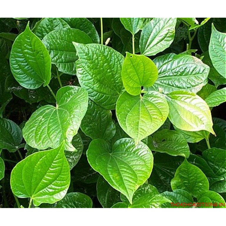 Combo 10 cây lá lốt giống