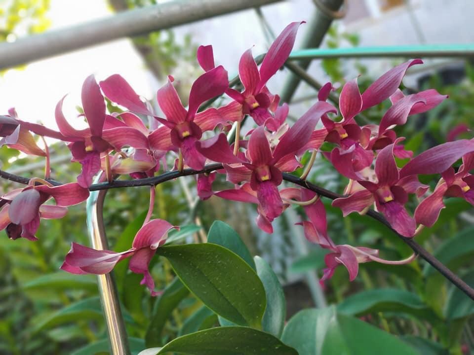 Denro nắng xưa Huyết Long