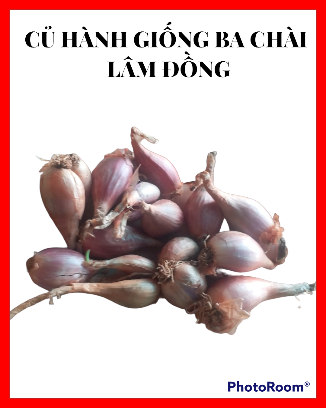 Hành lá -Củ hành giống ba chài Lâm Đồng (giá rẻ)