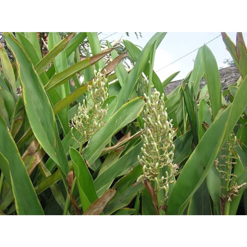 củ riềng giống (gia vị nấu ăn)