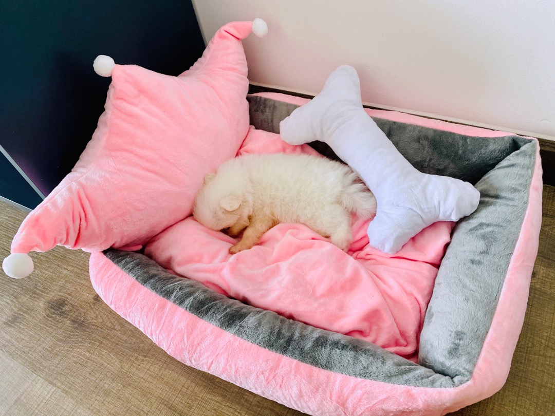 Ổ nệm chó mèo hình vương miện, đệm ngủ thú cưng tháo rời