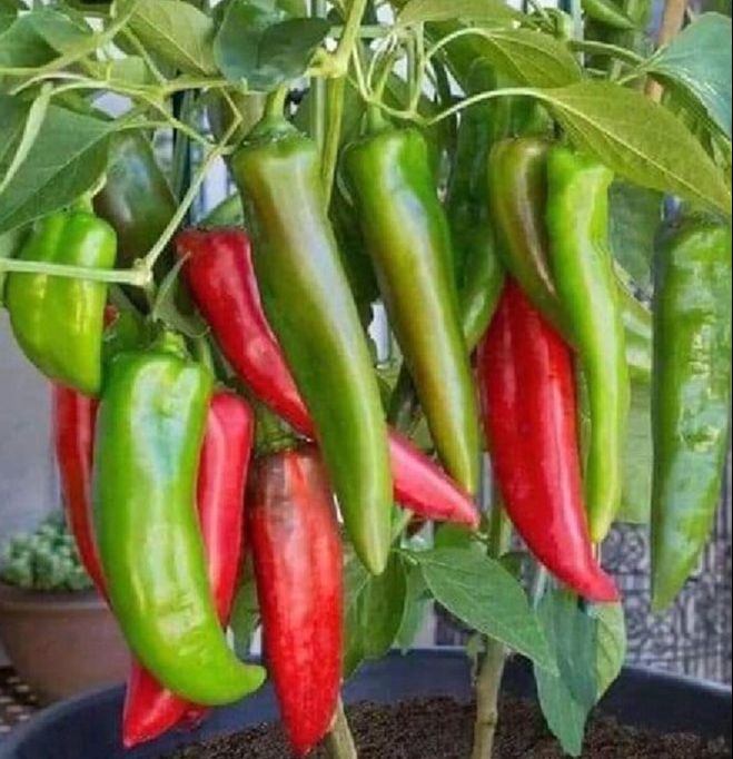 Hạt giống ớt sừng ngọt-gói 30 hạt