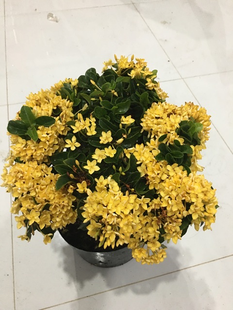 Mẫu đơn vàng lá xoắn siêu bông