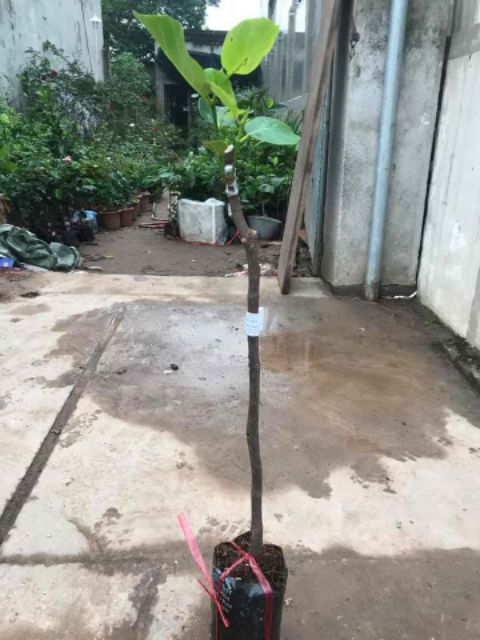 Mít Malaysia Siêu Dài