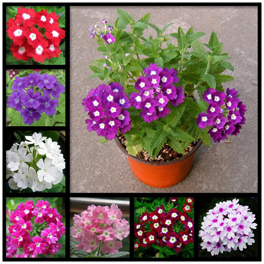 Hạt giống hoa vân anh (cúc Indo - cúc lá nho ) Nhiều màu - Gói 50 Hat