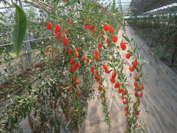 Gói 10  hạt giống Câu Kỷ Tử GojiBerry
