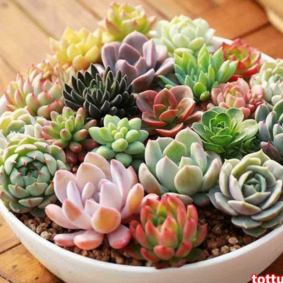 Hạt Giống Cây Sen Đá mix (Gói 200 Hạt) - Dễ Trồng, Siêu Đẹp