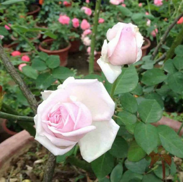 Combo 5 cây hoa hồng vân khôi