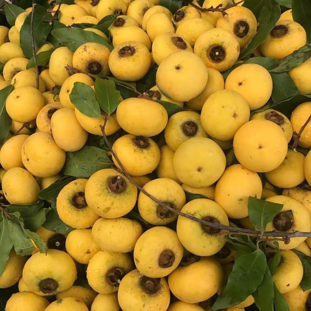 CÂY GIỐNG CÂY THỊ THƠM CÔ TẤM