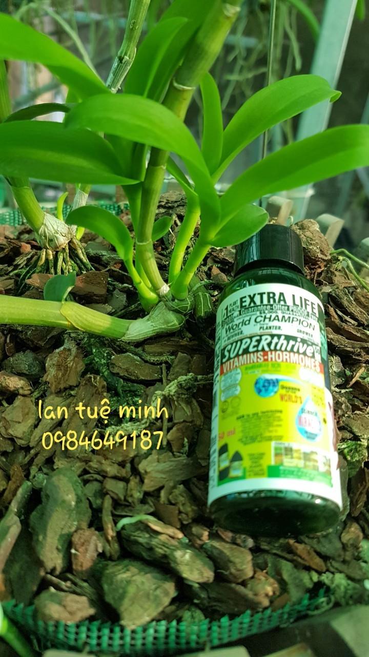 Phân bón Superthrive 50cc