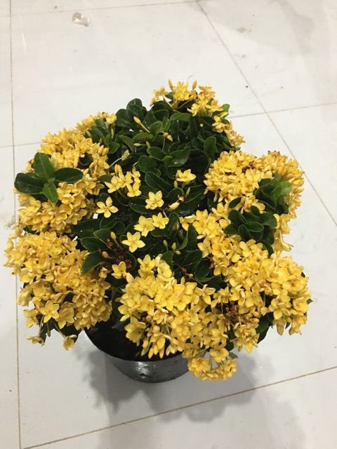 Mẫu đơn vàng lá xoắn siêu bông