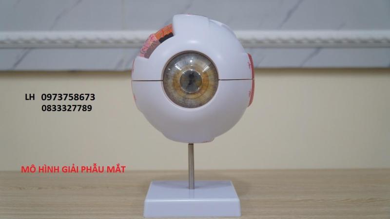 MÔ HÌNH GIẢI PHẪU MẮT
