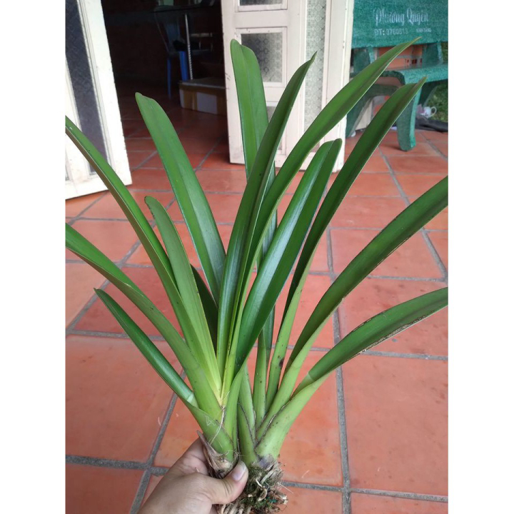 Lan kiếm, Lan Kiếm Tiên Vũ Thân Thủ - Xổ Số Rừng Huế Lá 5cm